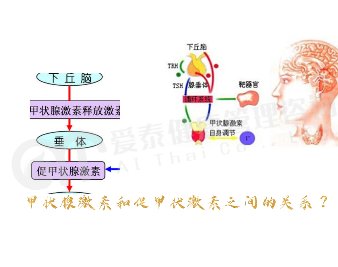 5泰國試管嬰兒